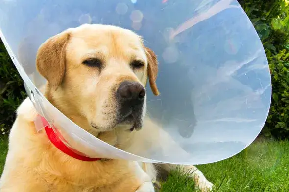 Dlaczego pies wygryza sobie sierść? Odkryj przyczyny i rozwiązania