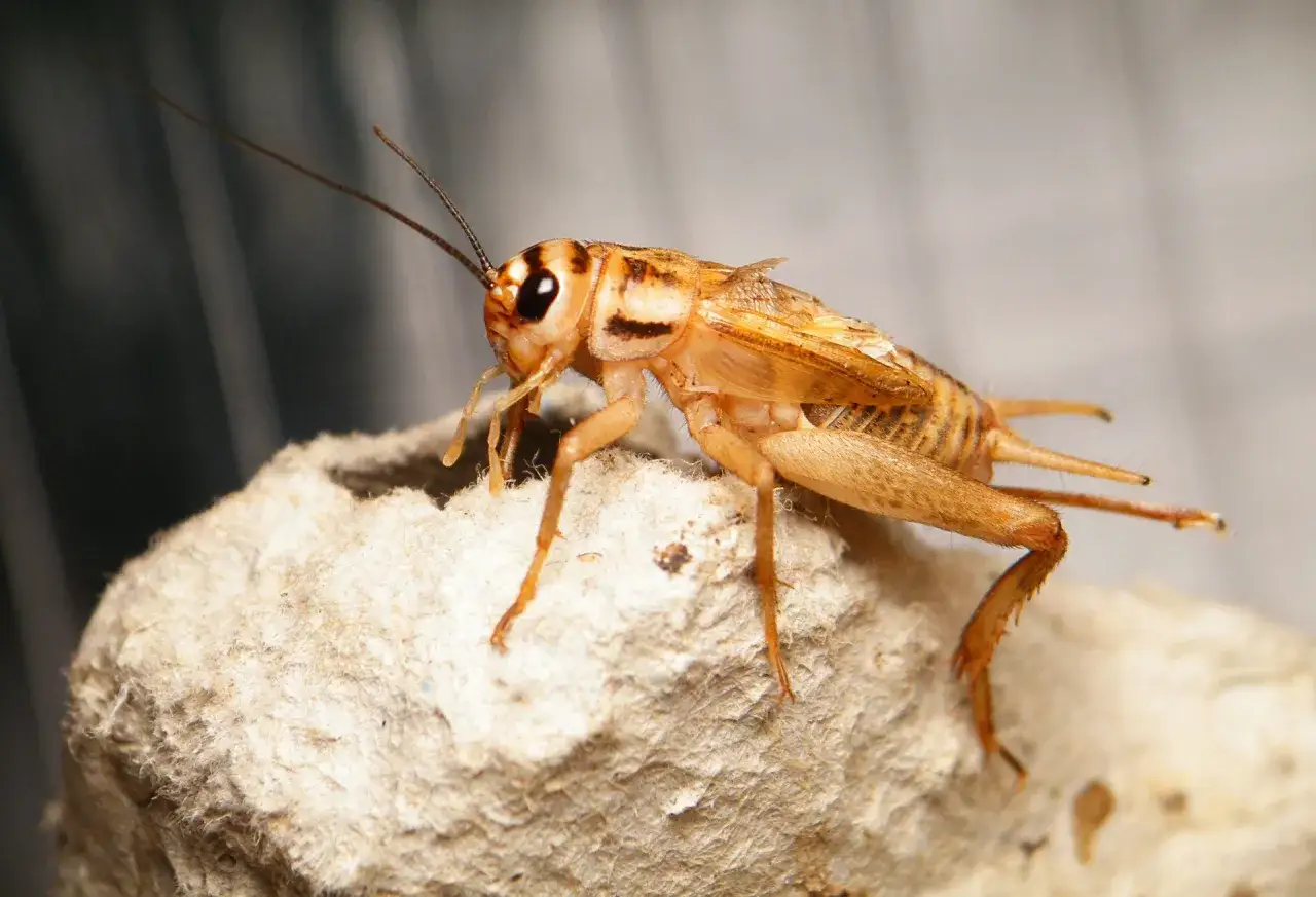 Czym żywi się świerszcz? Odkryj, co jest najlepsze dla tych owadów