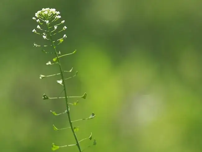 Trujący chwast o białych kwiatach: jak go rozpoznać i unikać zagrożeń