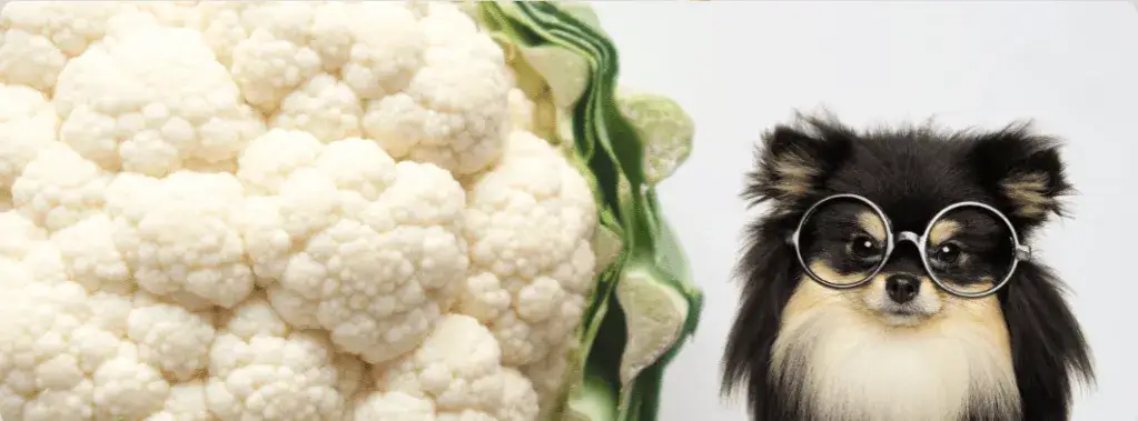 Czy pies może jeść kalafior gotowany? Bezpieczne zasady żywienia psa