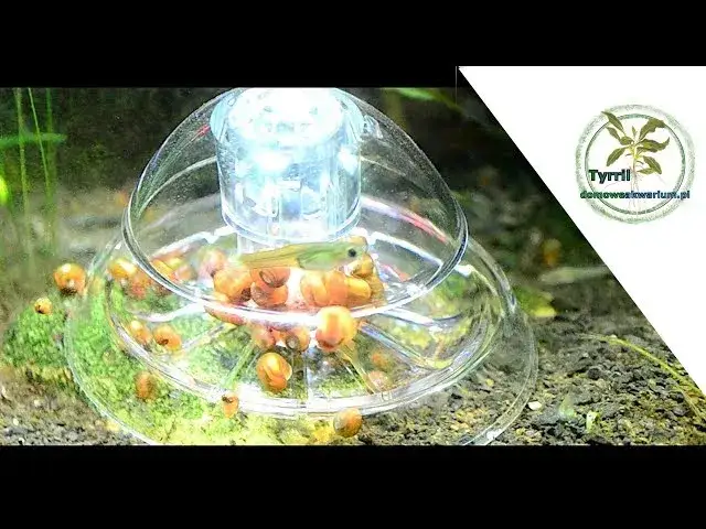 Jak pozbyć się ślimaków z akwarium? Skuteczne usuwanie i profilaktyka.