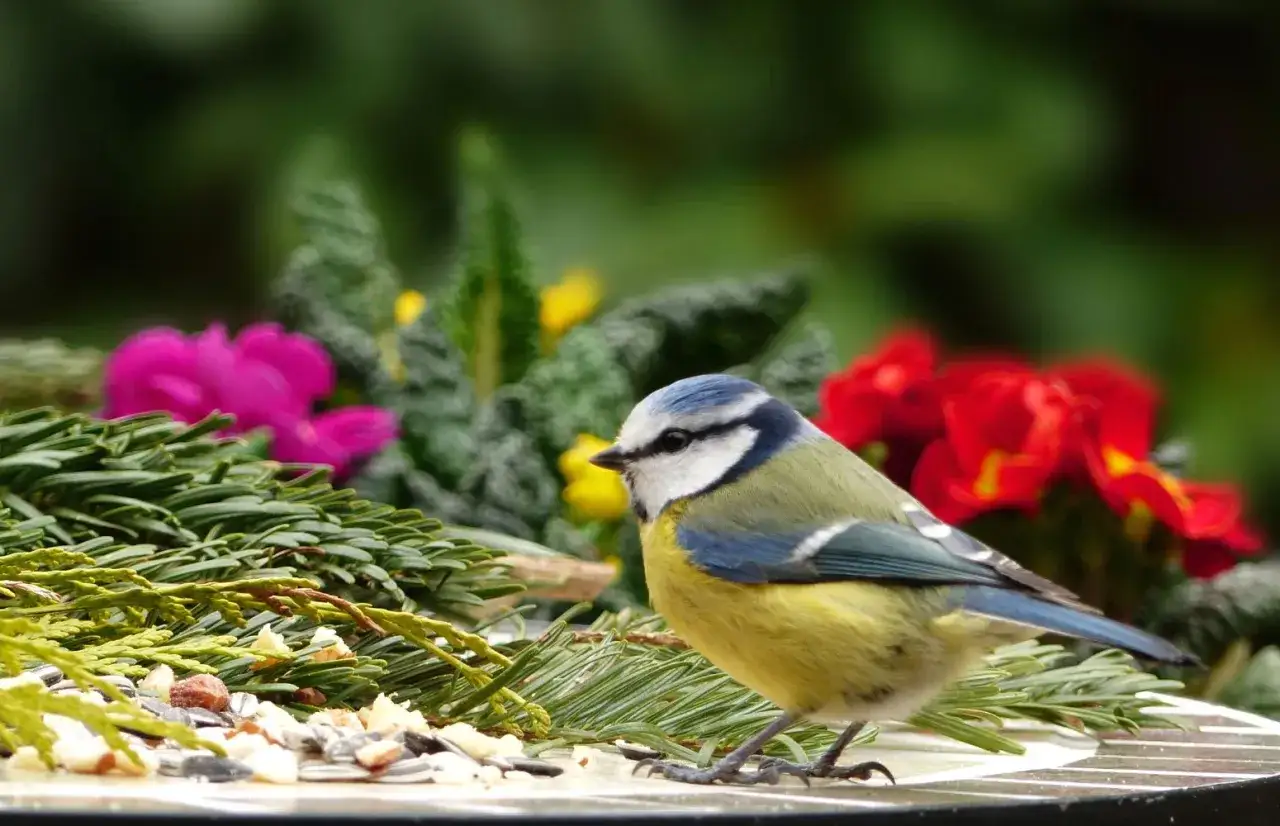 Gdzie zimuje sikorka bogatka? Odkryj jej ulubione miejsca w Polsce