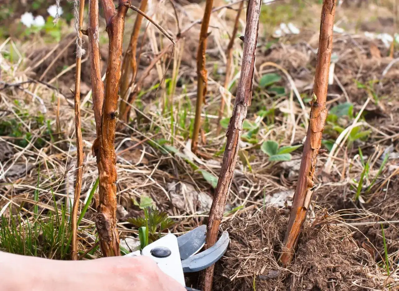 Kiedy przycinać maliny i jak, aby uniknąć błędów w uprawie