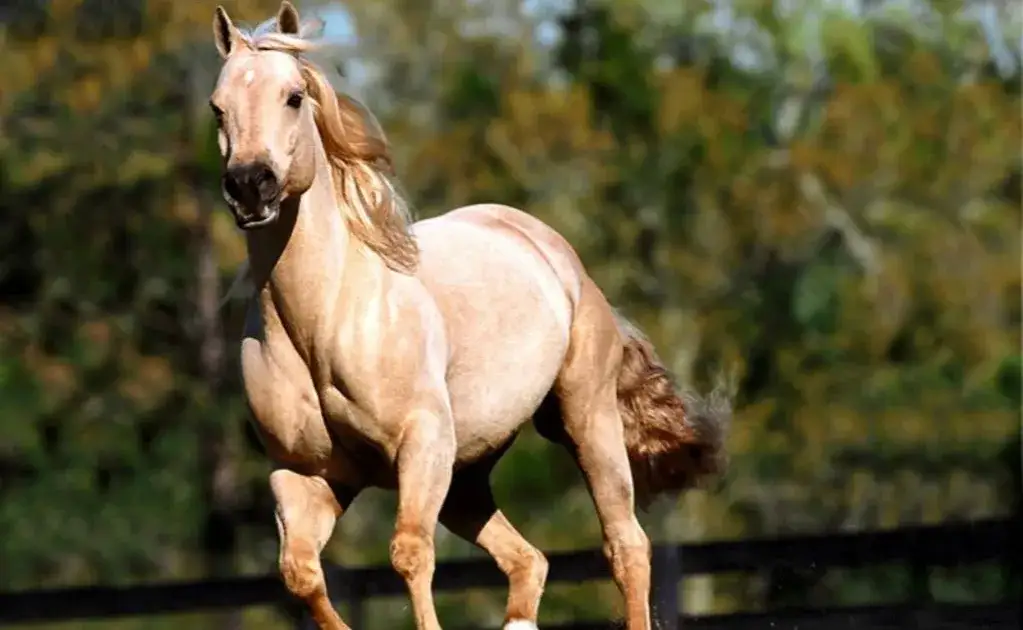 Pstry koń znaczenie: co naprawdę kryje się za przysłowiem?
