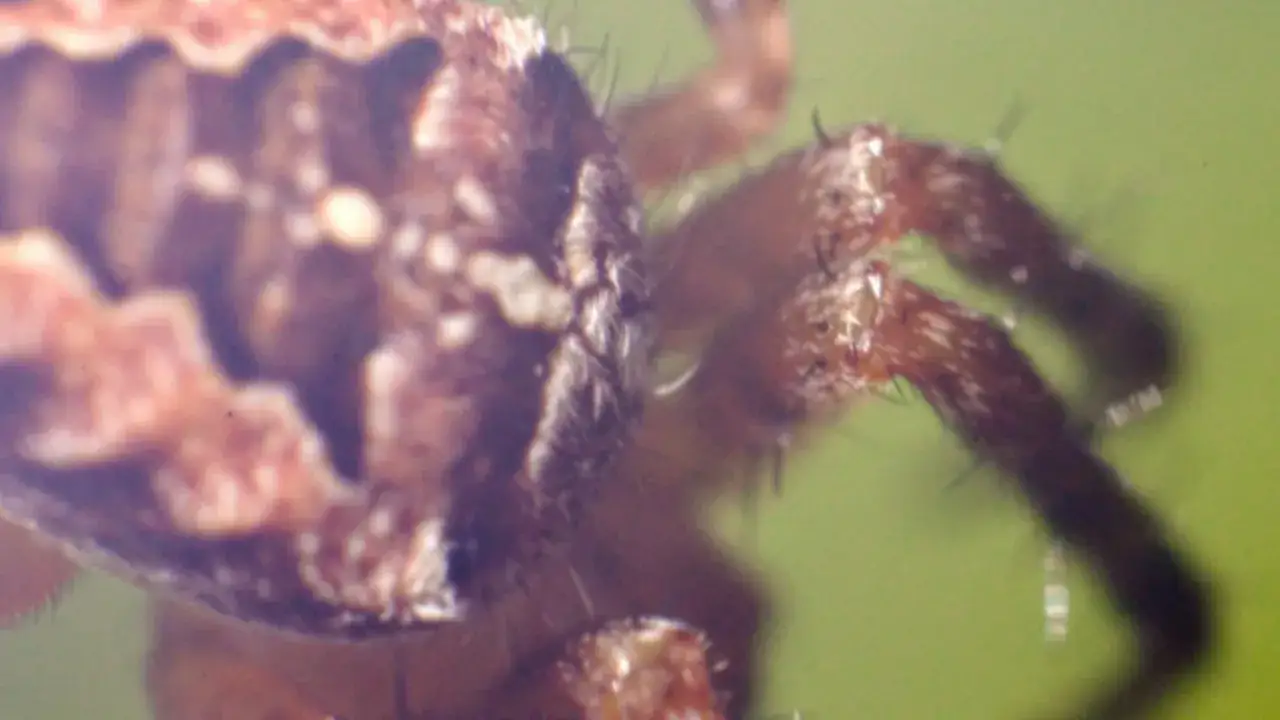 Czy pająk krzyżak gryzie? Dowiedz się, jak uniknąć ugryzienia