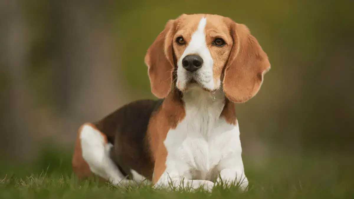 Beagle gubią sierść? Sprawdź, jak sobie z tym radzić!