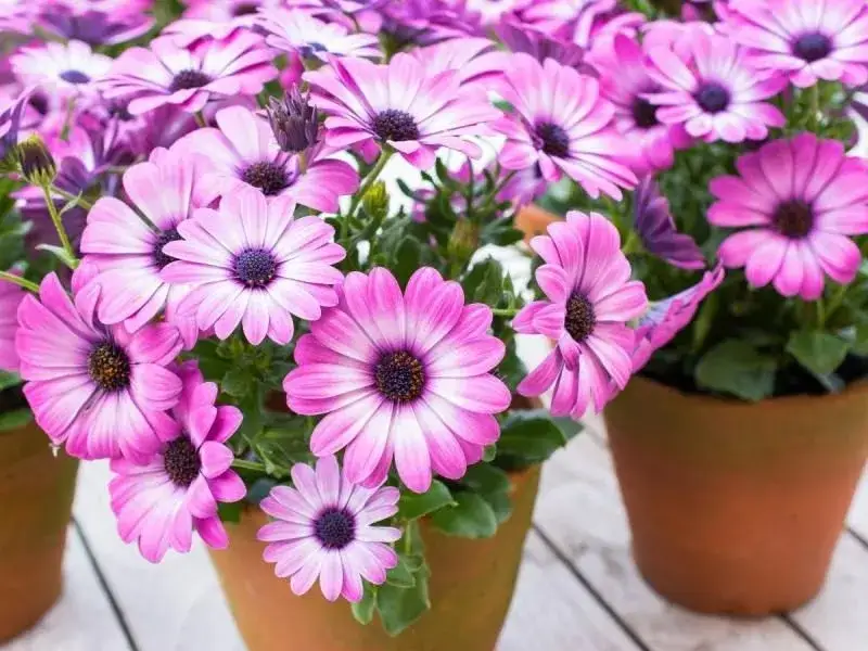 Jakie kwiaty domowe można wystawić na balkon, aby uniknąć porażki?