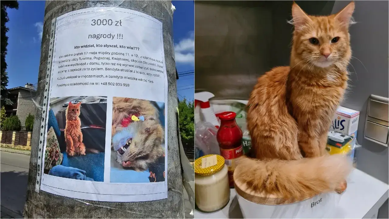 Wieprzowina dla kota: bezpieczna czy śmiertelnie groźna? Sprawdź!