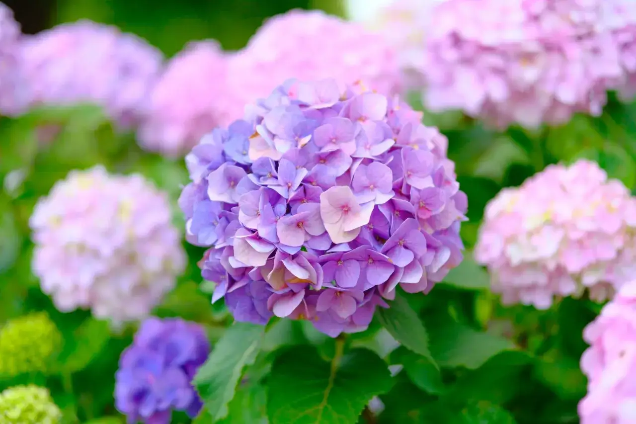 Jak długo kwitnie hortensja? Odkryj sekrety ich długiego kwitnienia
