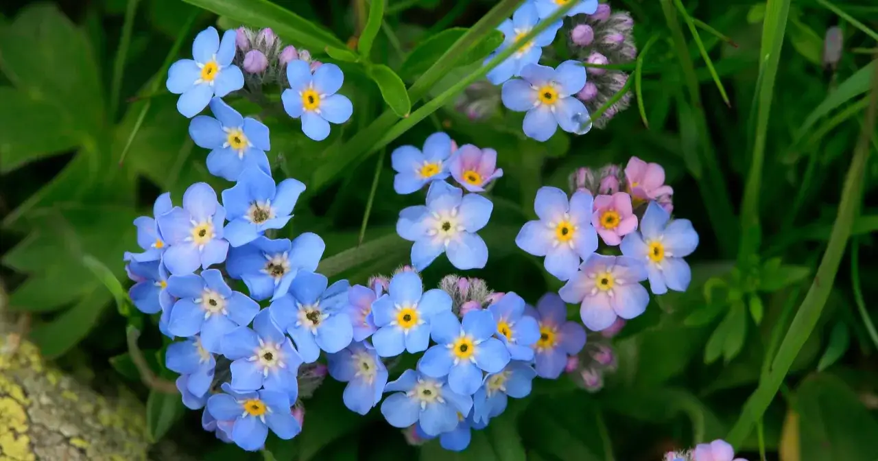 Niezapominajka: Kiedy kwitnie i jak dbać, by kwitła dłużej?