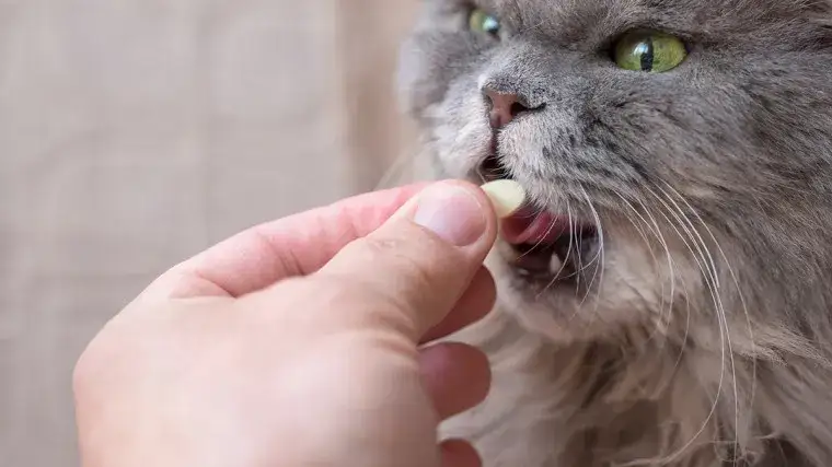Jak często odrobaczać kota, by uniknąć pasożytów i chorób?