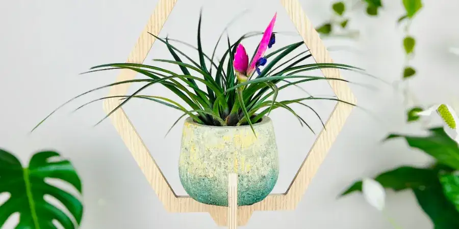 Jak wyeksponować kwiaty w domu? Sprawdzone metody na piękne rośliny
