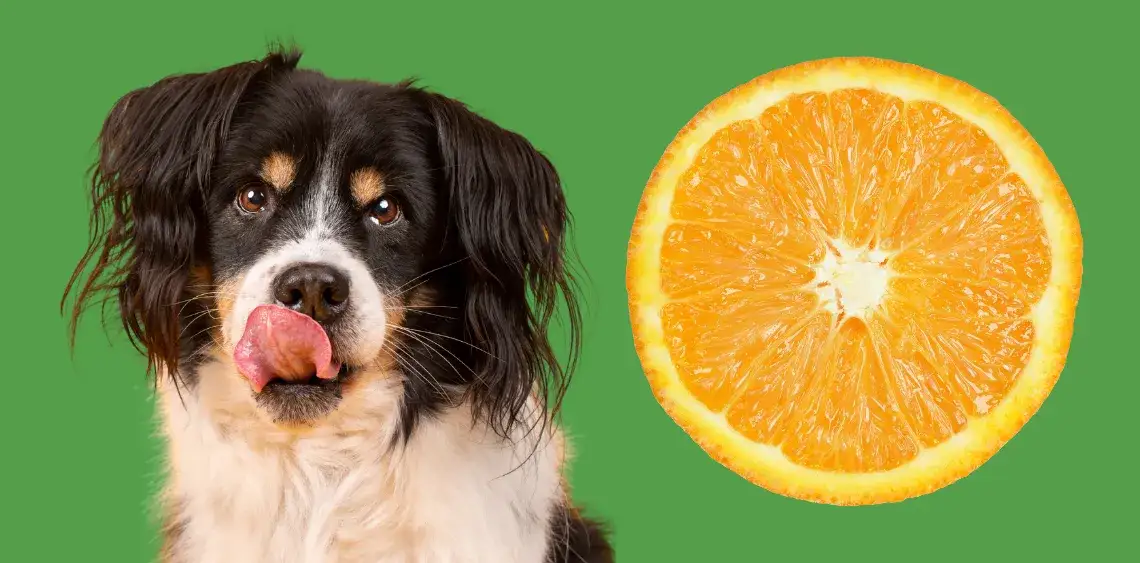 Czy pies może jeść pomarańcze i jakie mogą być tego konsekwencje?