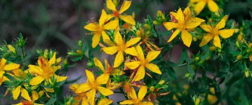 Jakie suplementy na stres naprawdę działają? Skuteczne składniki i efekty