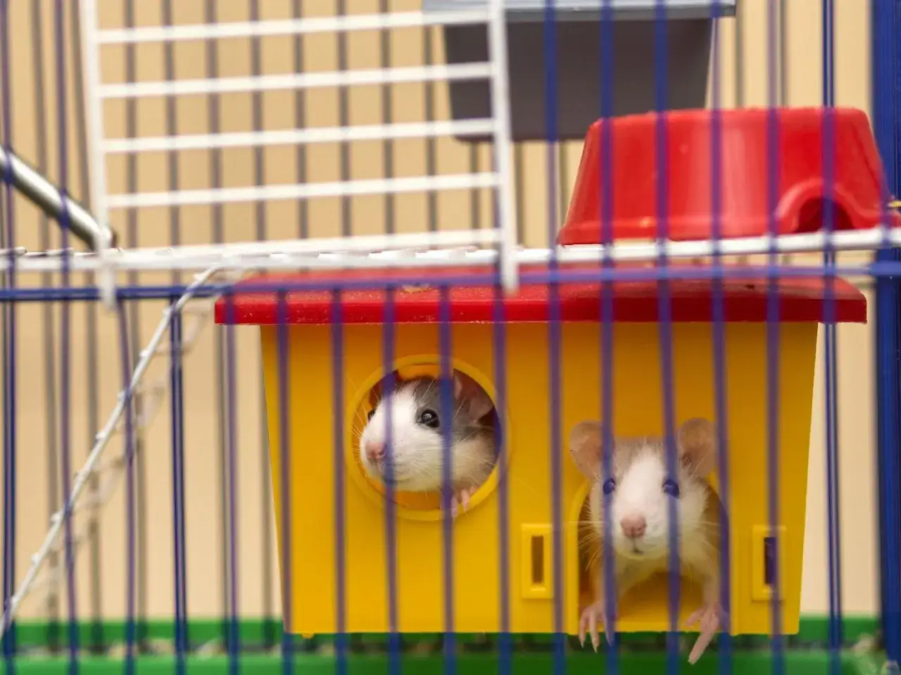 Jaka klatka dla myszy będzie najlepsza? Poznaj wszystkie wymogi
