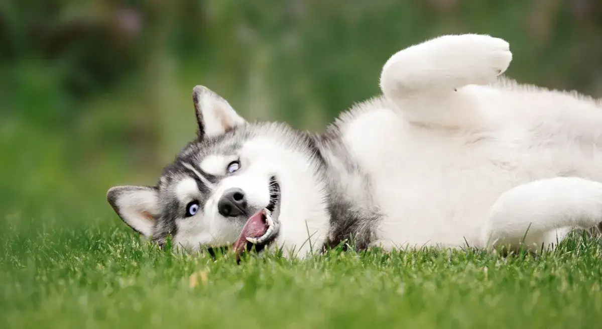 Ile kosztuje operacja zaćmy u psa? Poznaj zaskakujące ceny i czynniki wpływające na koszt