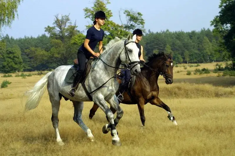 Stadnina koni Wrocław - poznaj usługi i godziny otwarcia