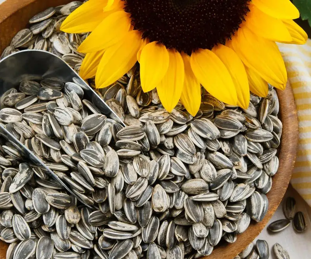 Ile kcal ma słonecznik? Poznaj kaloryczność nasion i pestki
