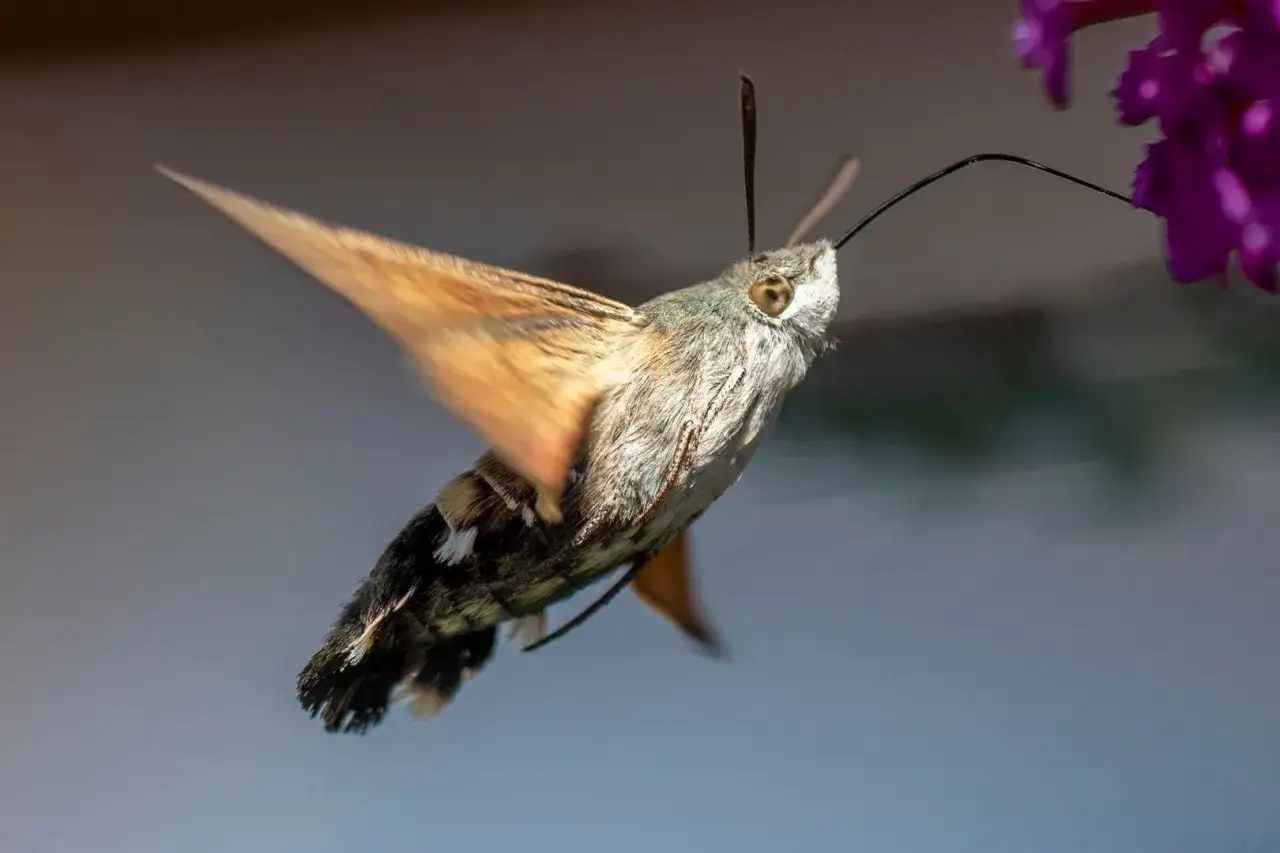 Czy kolibry żyją w Polsce? Odkryj zaskakującą prawdę o tych ptakach