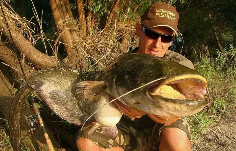 Najlepsze przynęty spinningowe na suma – skuteczne techniki łowienia