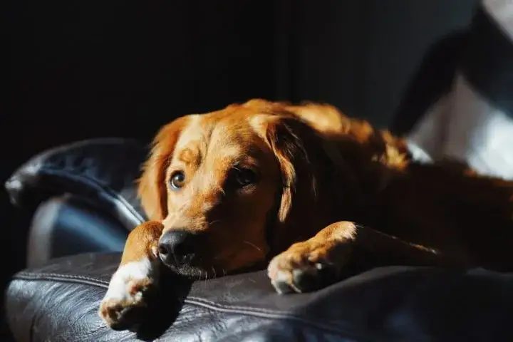 Jak oduczyć ssać pierś w nocy: 8 skutecznych metod dla rodziców