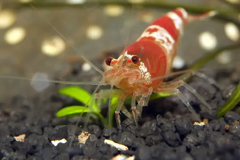 Co można trzymać w akwarium? Najlepsze organizmy dla każdego akwarysty