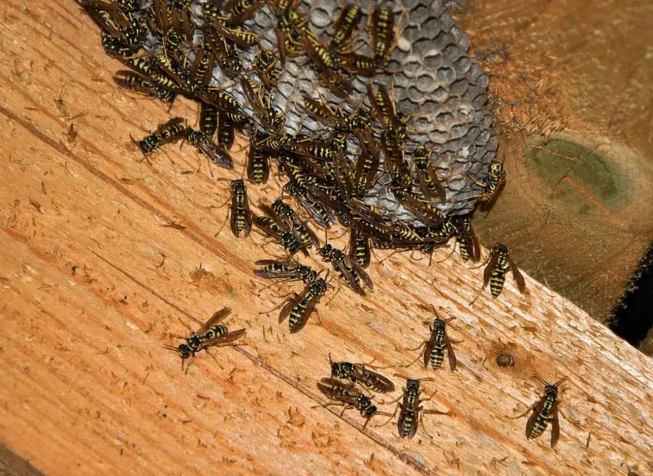 Skuteczne sposoby na odstraszenie os z balkonu i komfortowy wypoczynek