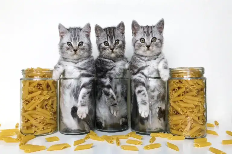 Czy koty mogą jeść makaron: Bezpieczne zasady karmienia pupila w domu