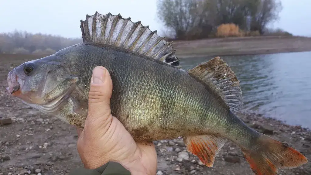 Jakie ryby na spinning? Odkryj najlepsze gatunki do łowienia