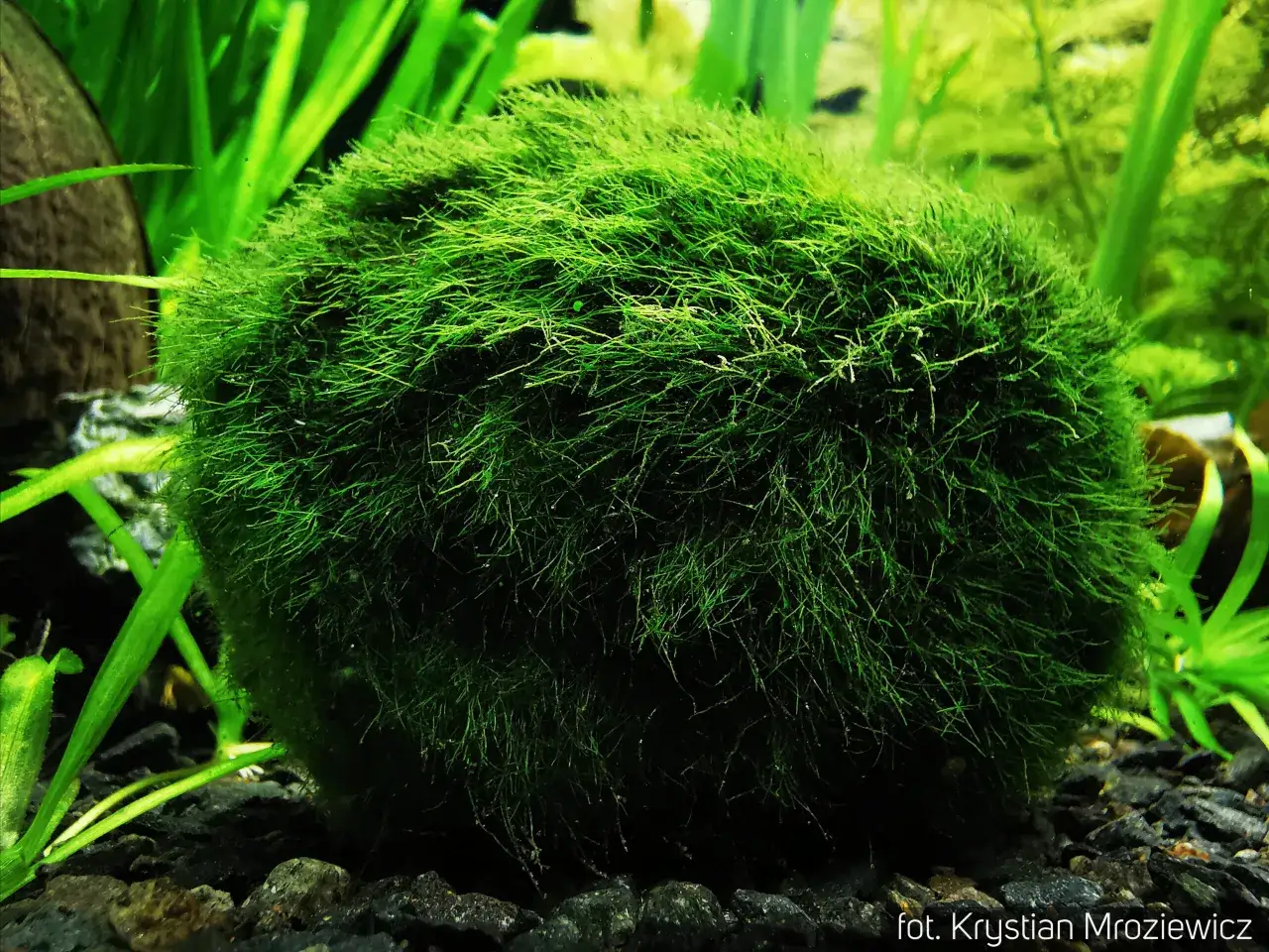 Skuteczne sposoby na zwalczanie brunatnicy w akwarium i ich przyczyny