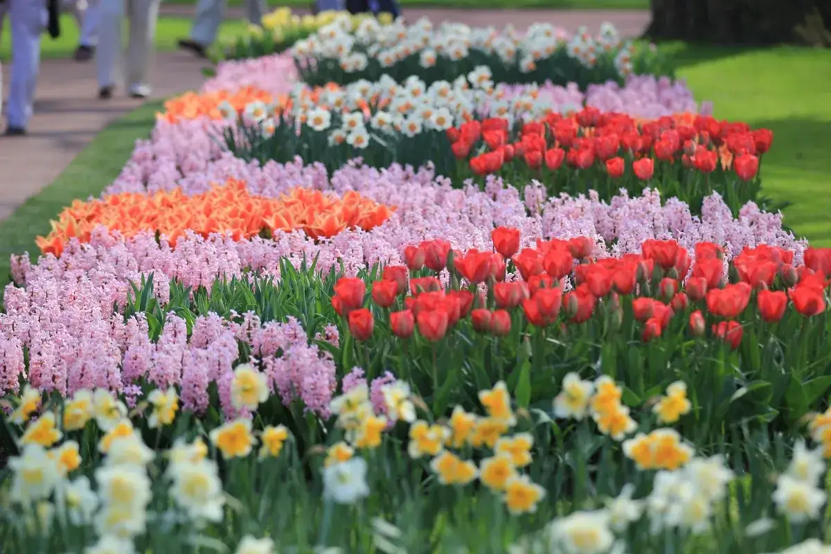 Keukenhof kiedy najlepiej jechać, aby zobaczyć tulipany w pełnym rozkwicie