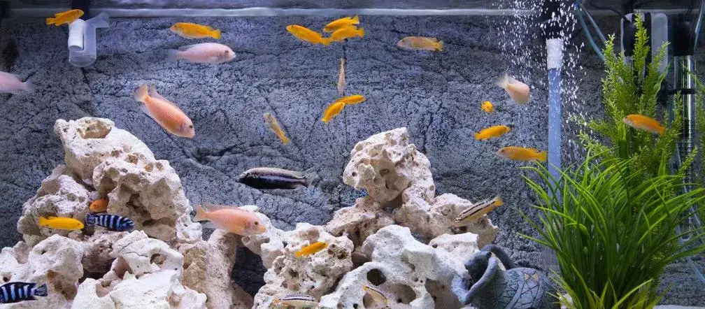 Co potrzebne do akwarium? Kluczowe akcesoria, które musisz mieć