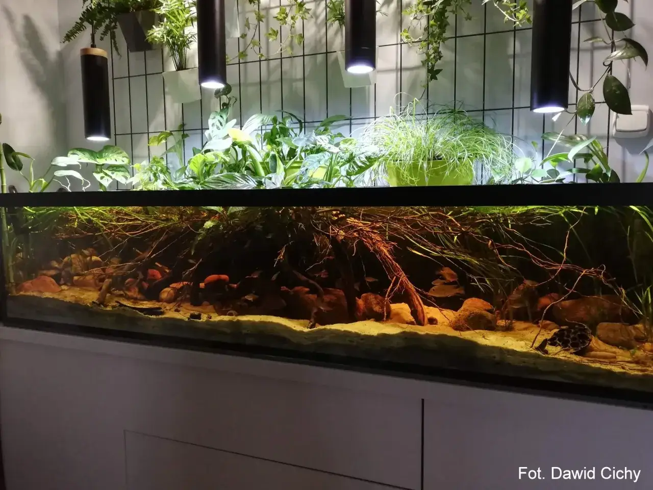 Jakie oświetlenie do akwarium 60l? Wybierz najlepsze opcje dla roślin
