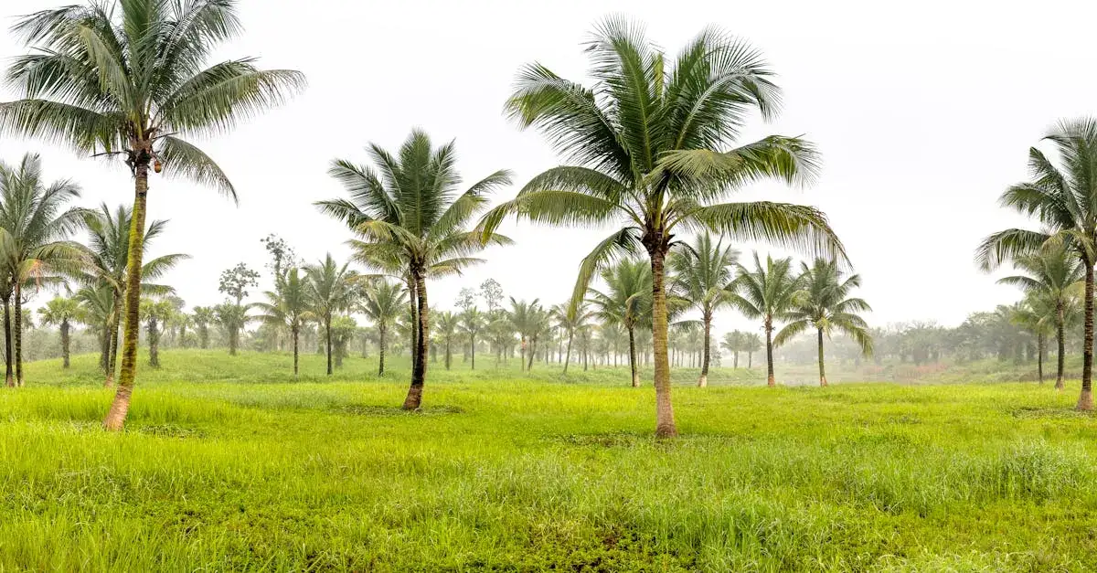 Przewodnik turystyczny po Kubie co warto zobaczyć na wyspie