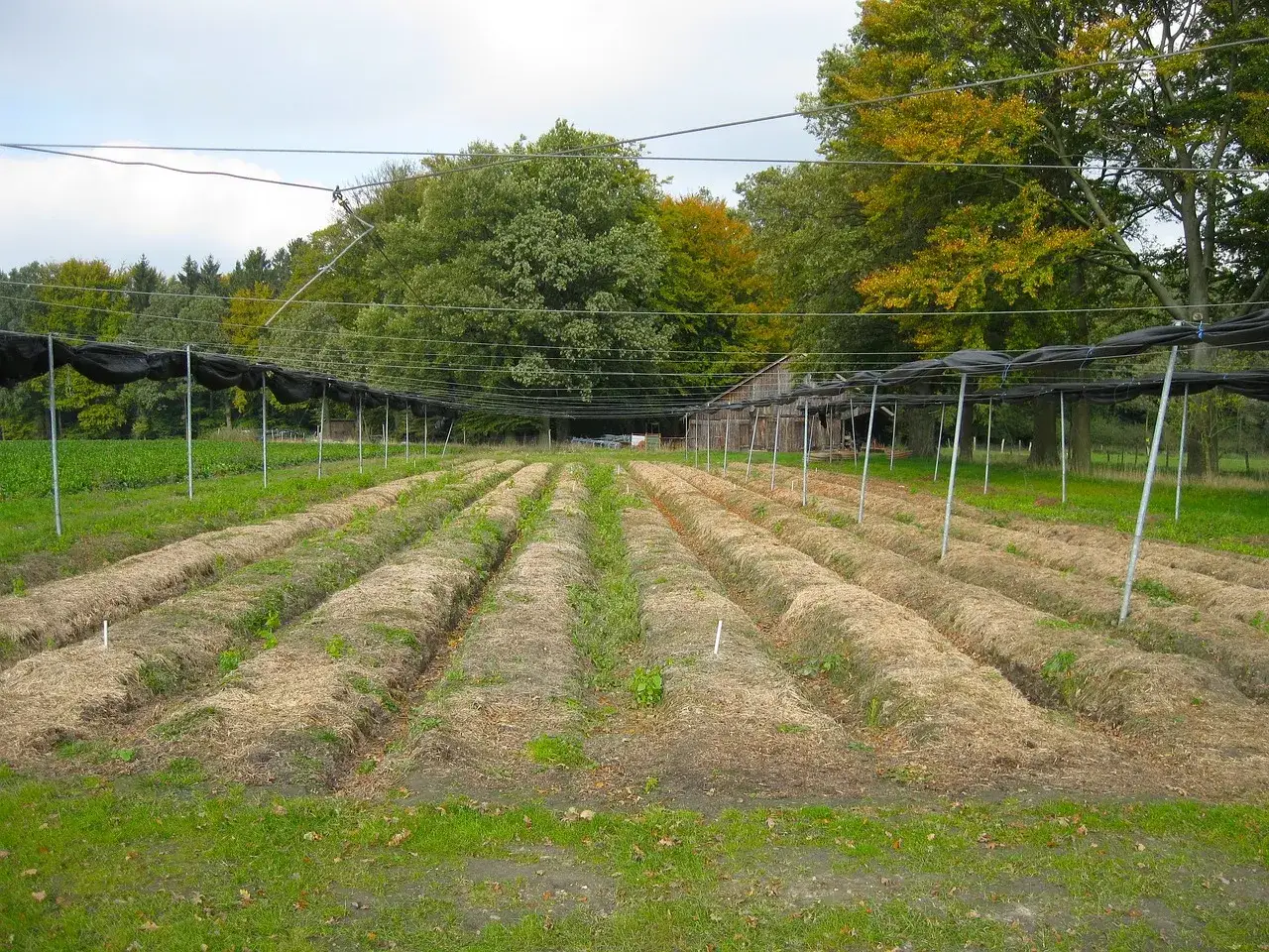 Ile kosztuje 1 ar działki rolnej? Sprawdź aktualne ceny i czynniki wpływające