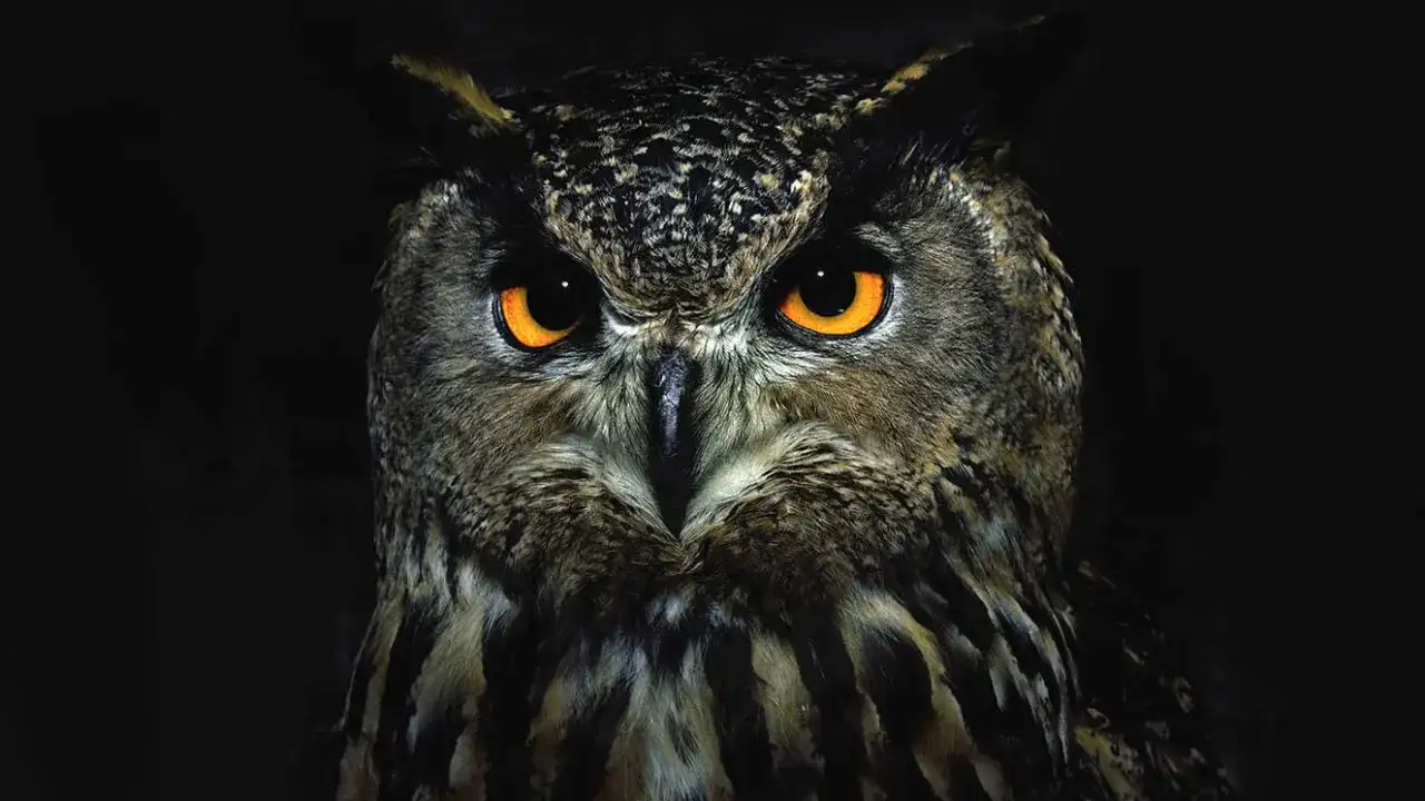 Symbol sowy znaczenie: Od mądrości po śmierć w kulturach świata