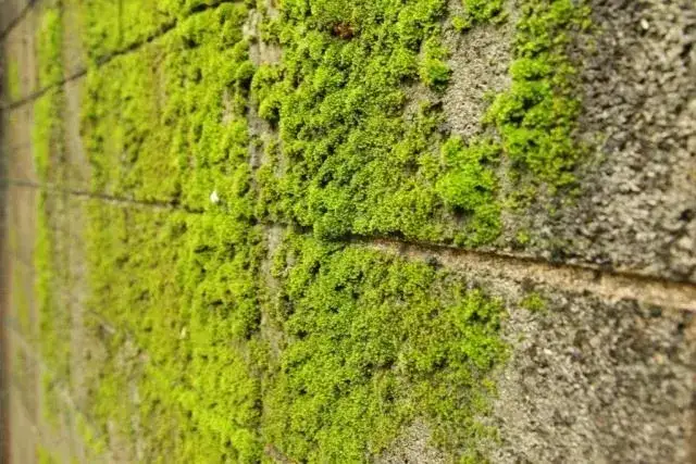 Jak skutecznie usunąć mech z elewacji? Sprawdzone metody i porady