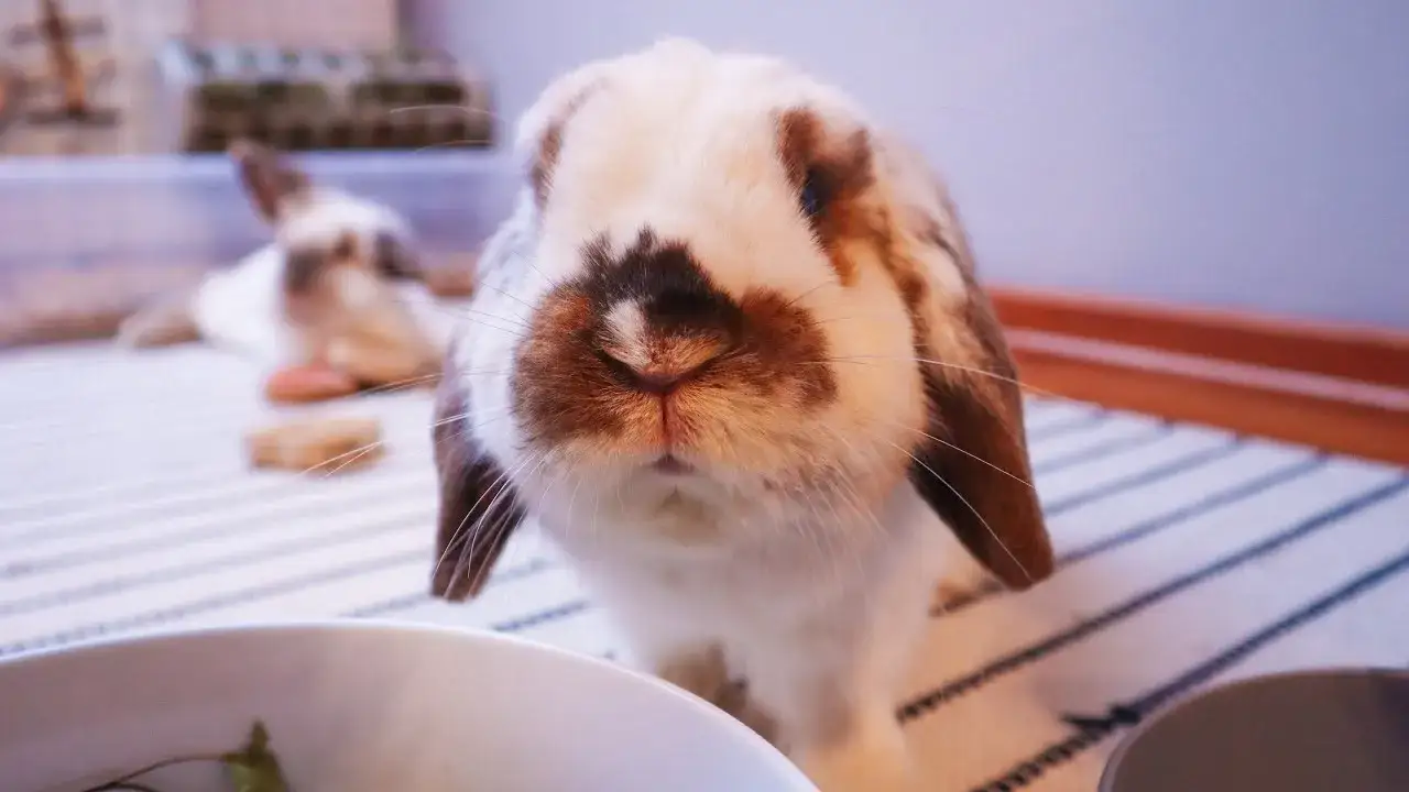 Jak wytresować królika: proste metody, które naprawdę działają