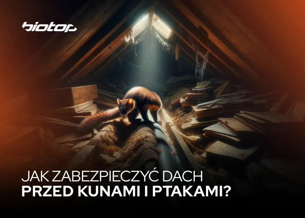 Jak zabezpieczyć poddasze przed kunami i uniknąć kosztownych szkód