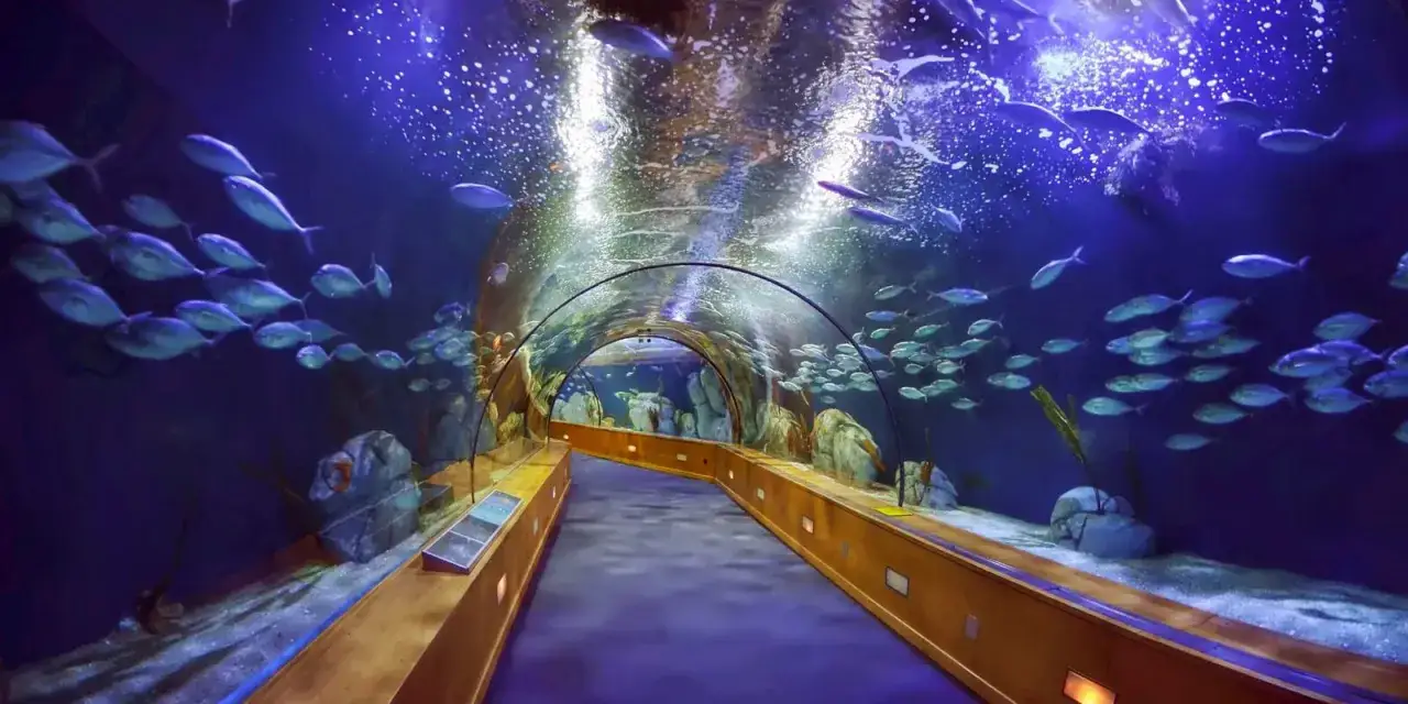 Oceanarium Walencja - co musisz wiedzieć przed wizytą?