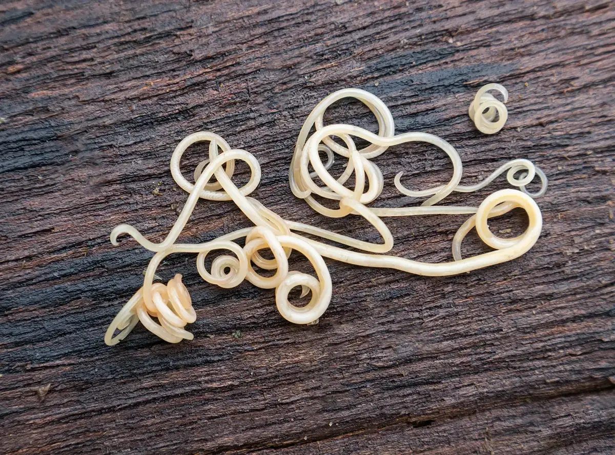 Robaki u szczeniaka objawy - co powinieneś wiedzieć, by nie ryzykować zdrowiem pupila