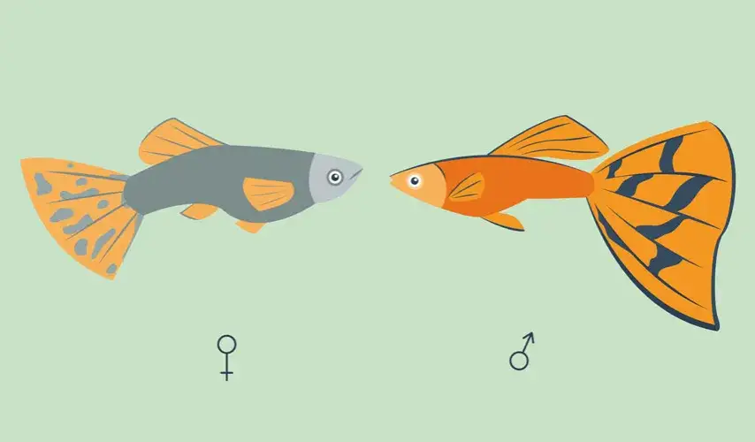 Jak rozpoznać płeć gupików? Kluczowe cechy i różnice między samcami a samicami