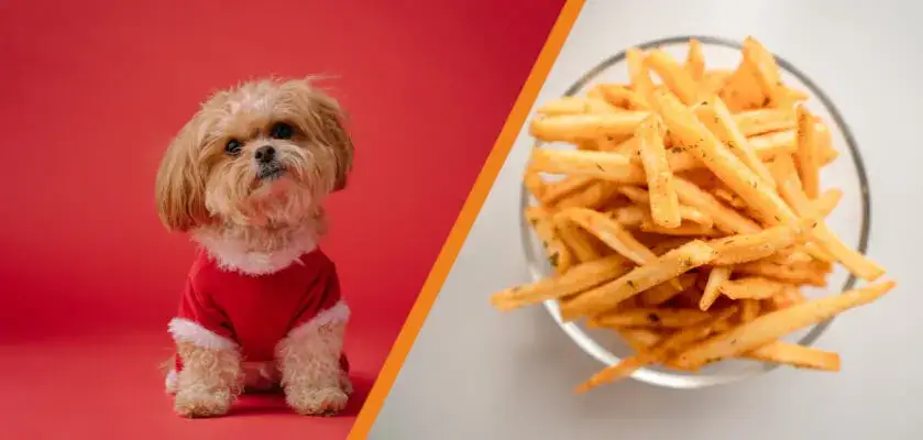 Czy pies może jeść frytki? Uważaj na te niebezpieczeństwa dla zdrowia!