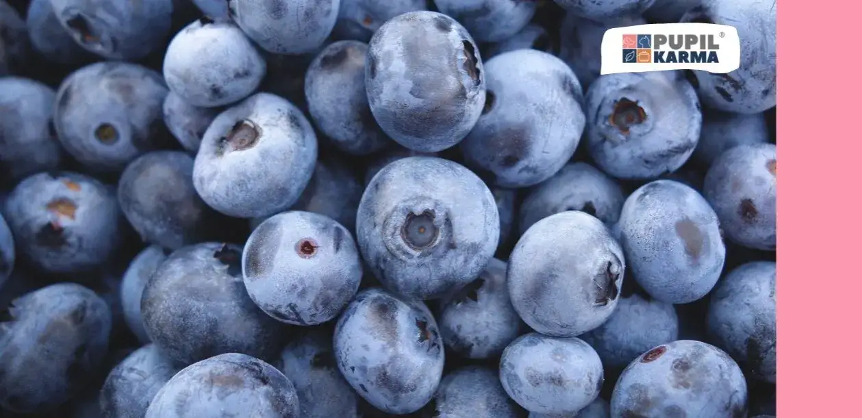 Czy koty mogą jeść borówki? Bezpieczne ilości i ryzyko dla zdrowia