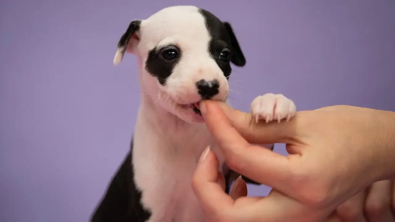 Od kiedy podawać psu karmę dla dorosłych? Sprawdź, by nie zaszkodzić