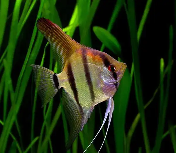 Skalar czy żaglowiec – poznaj różnice i tajemnice tej ryby