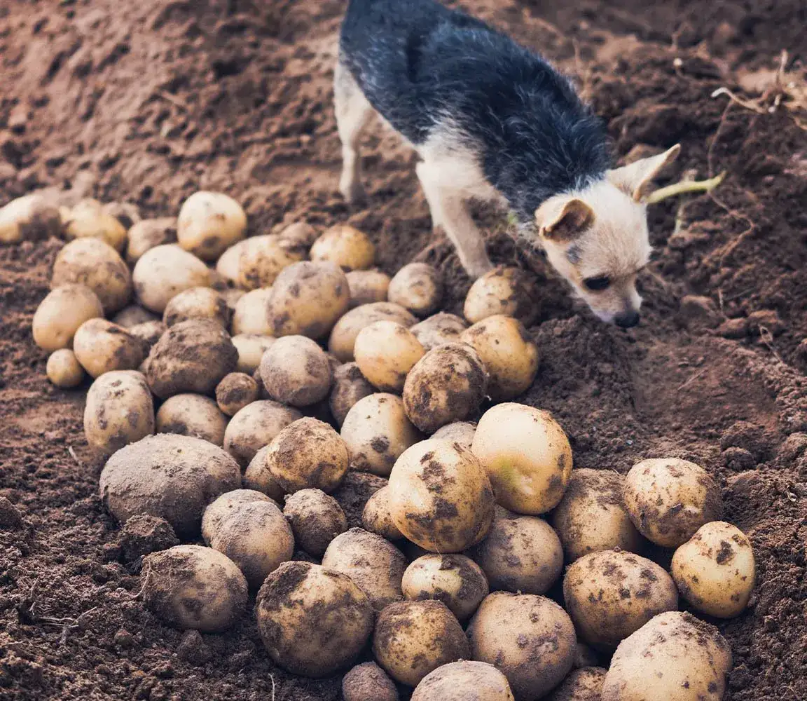 Czy pies może jeść surowe ziemniaki? Sprawdź, dlaczego to niebezpieczne