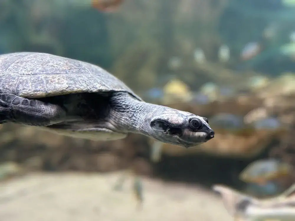Oceanarium w Chicago: Niezapomniane atrakcje i morskie zwierzęta