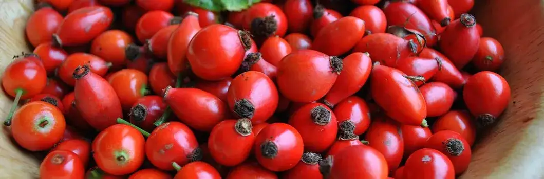 Jak zrobić herbatę z dzikiej róży - prosty przepis na zdrowy napar