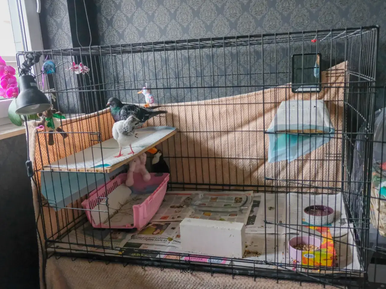 Jak zrobić klatkę dla gołębi: prosty plan budowy krok po kroku w domu